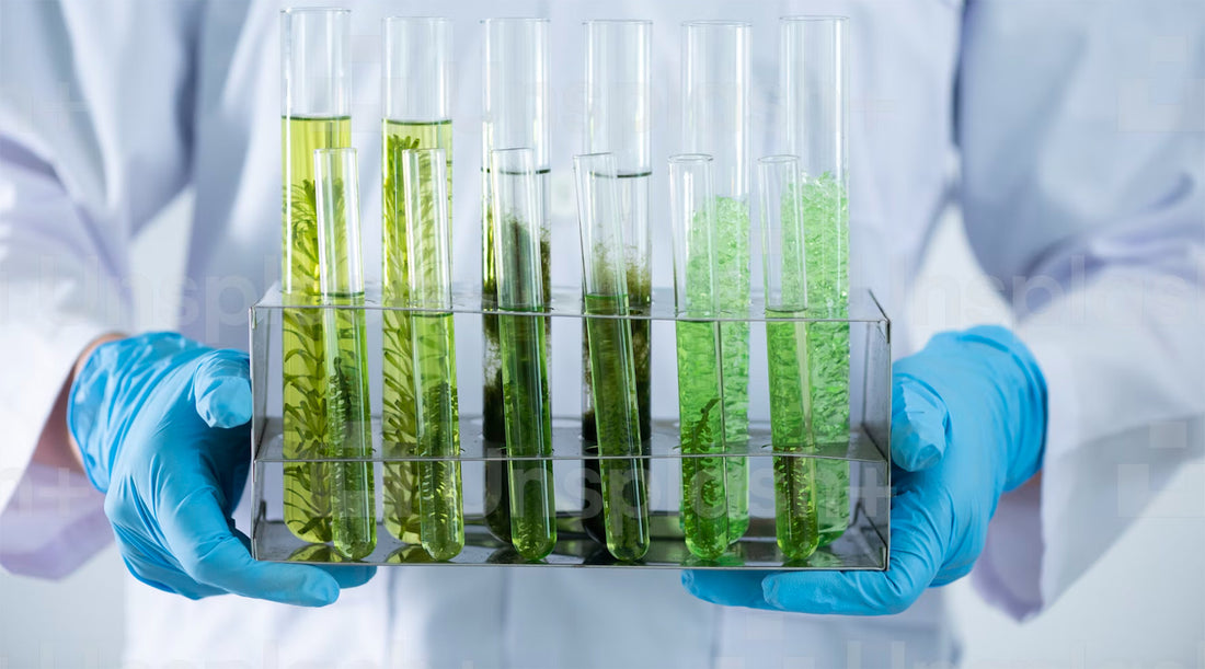 Rhodiola rosea: En naturlig lösning för att hantera trötthet och stress under klimakteriet